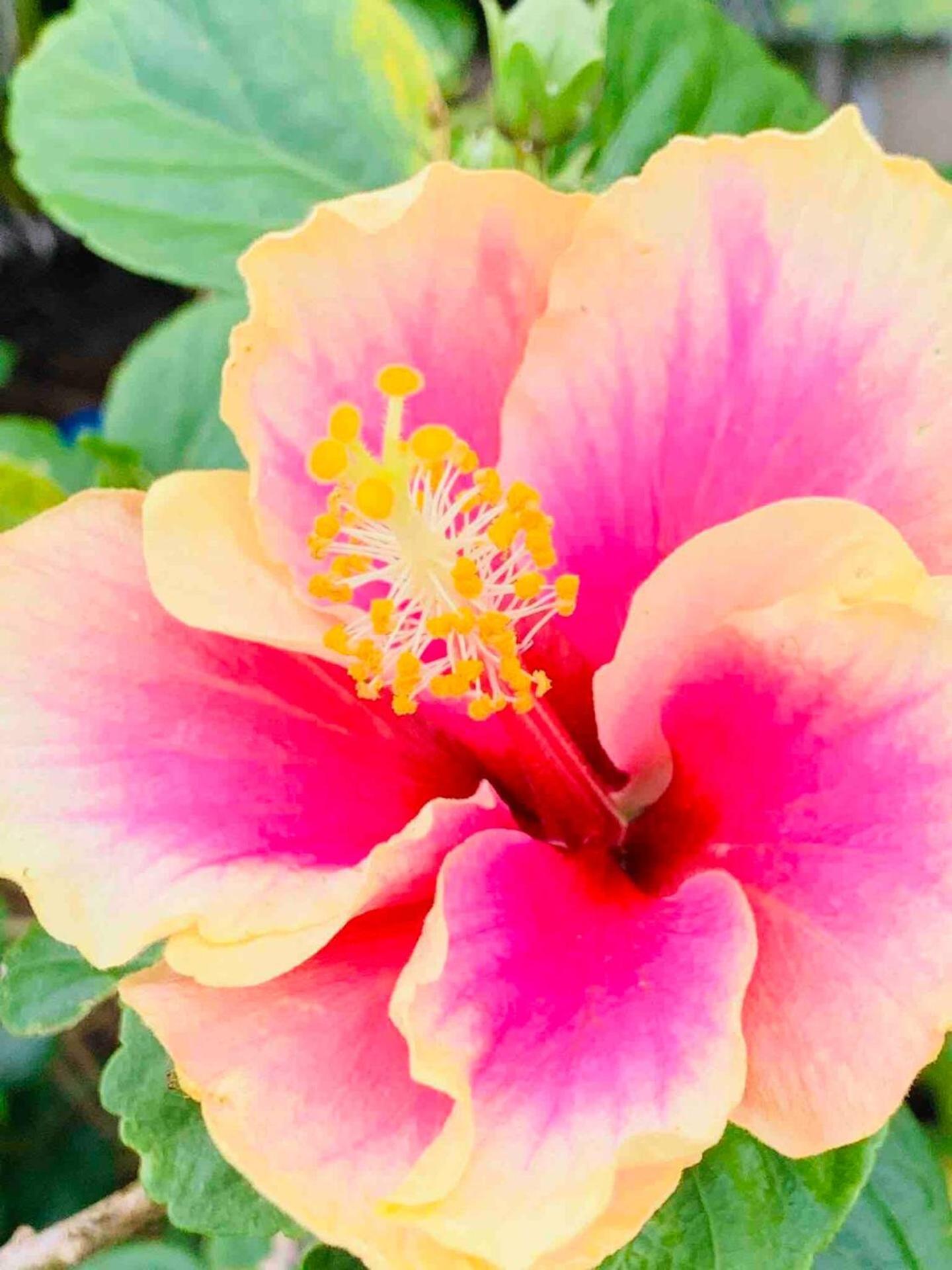North Shore Garden Suite Haleiwa Exteriör bild